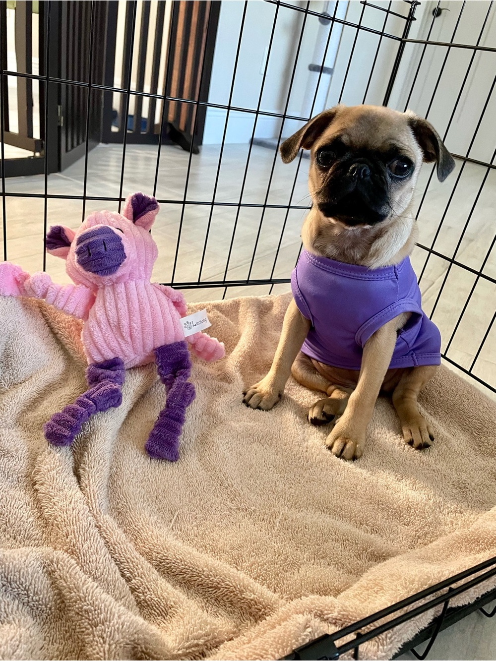 Purple and Green Two Pack Dog Tank Tops — Soft Stretch Pet Shirt - Size  XS